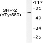 p-SHP-2 (Y580) pAb