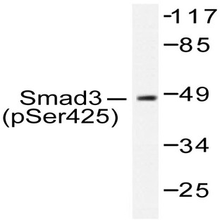 p-Smad3 (S425) pAb