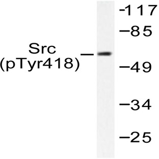 p-c-Src (Y418) pAb