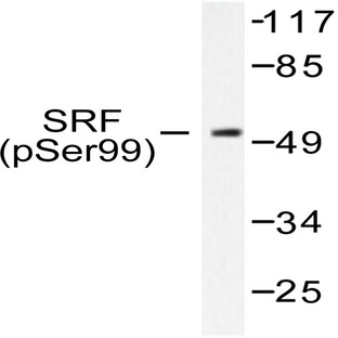 p-SRF (S103) pAb