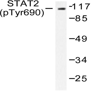 p-Stat2 (Y690) pAb