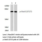 p-Stat3 (S727) pAb