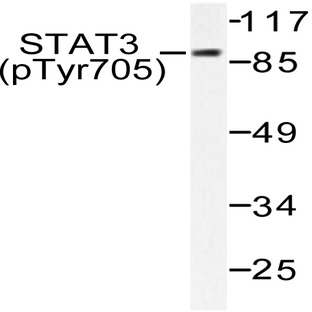 p-Stat3 (Y705) pAb