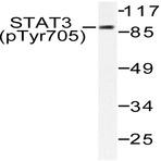 p-Stat3 (Y705) pAb