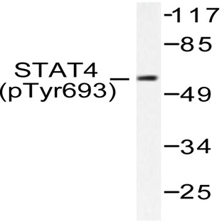 p-Stat4 (Y693) pAb