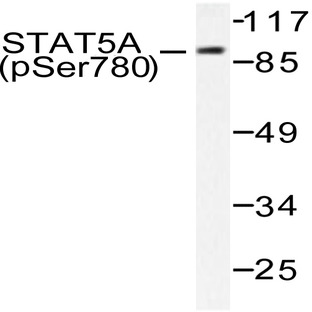 p-Stat5a (S780) pAb