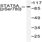 p-Stat5a (S780) pAb