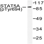 p-Stat5a/b (Y694) pAb