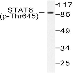 p-Stat6 (T645) pAb