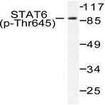 p-Stat6 (T645) pAb