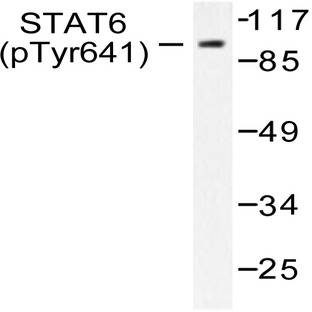 p-Stat6 (Y641) pAb