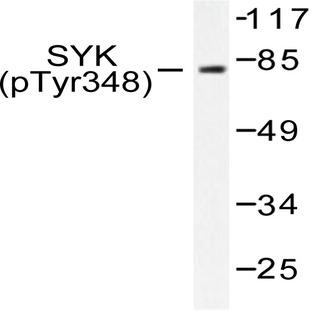 p-Syk (Y348) pAb