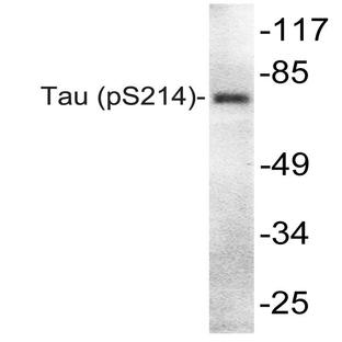 p-Tau (S214) pAb