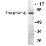 p-Tau (S214) pAb