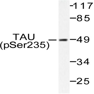 p-Tau (S235) pAb