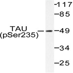 p-Tau (S235) pAb