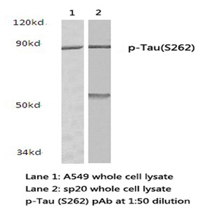 p-Tau (S262) pAb