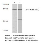 p-Tau (S262) pAb