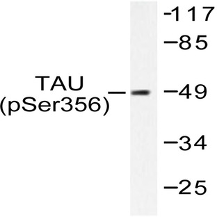 p-Tau (S356) pAb