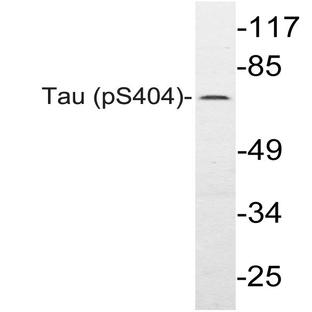 p-Tau (S404) pAb