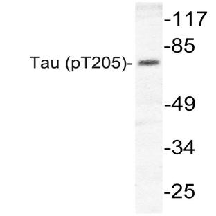 p-Tau (T205) pAb