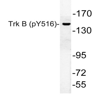 p-Trk B (Y515) pAb