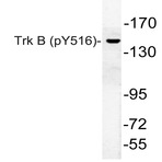 p-Trk B (Y515) pAb