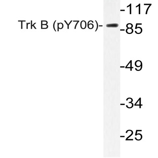 p-Trk B (Y706) pAb