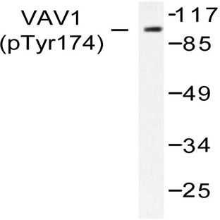 p-Vav (Y174) pAb