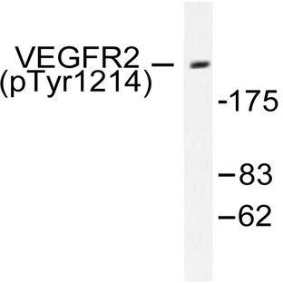 p-VEGFR2/Flk-1 (Y1214) pAb