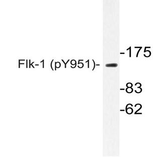 p-VEGFR2/Flk-1 (Y951) pAb