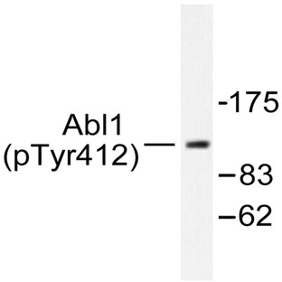 p-ABL1/2 (Y393/439) pAb