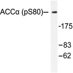 p-ACC(alpha) (S80) pAb