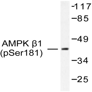 p-AMPK(beta)1 (S181) pAb