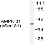 p-AMPK(beta)1 (S181) pAb