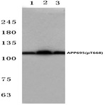 p-APP/(beta)-Amyloid (T668) pAb