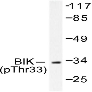 p-BIK/ NBK (T33) pAb