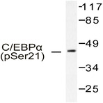 p-C/EBP (alpha) (S21) pAb