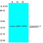 p-Caspase-6 (S257) pAb