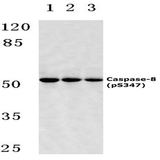 p-Caspase-8 (S347) pAb