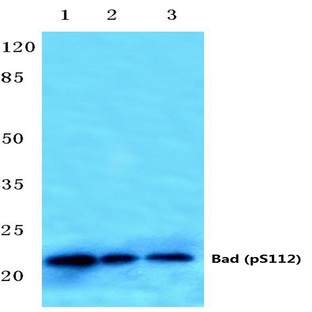 p-Bad (S112) pAb