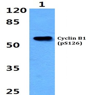 p-Cyclin B1 (S126) pAb