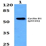 p-Cyclin B1 (S126) pAb