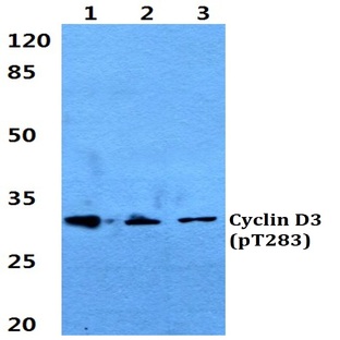 p-Cyclin D3 (T283) pAb