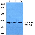 p-Cyclin D3 (T283) pAb