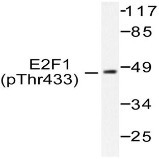 p-E2F1 (T433) pAb