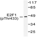 p-E2F1 (T433) pAb