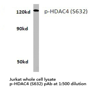 p-HDAC4 (S632) pAb