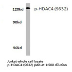 p-HDAC4 (S632) pAb