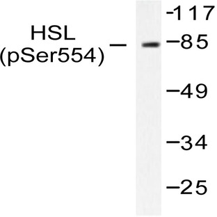 p-HSL (S855) pAb